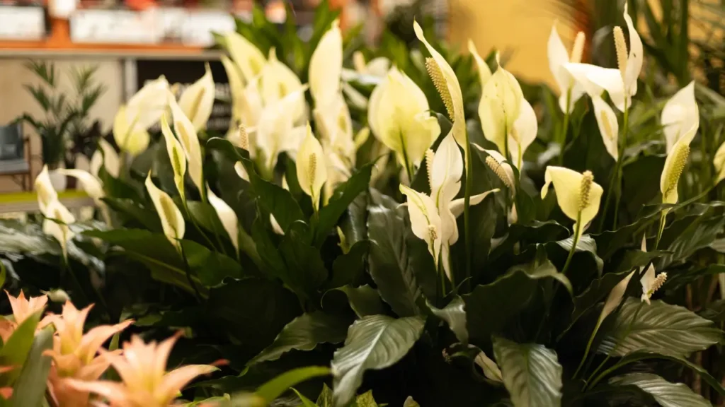 plantas que valem mais