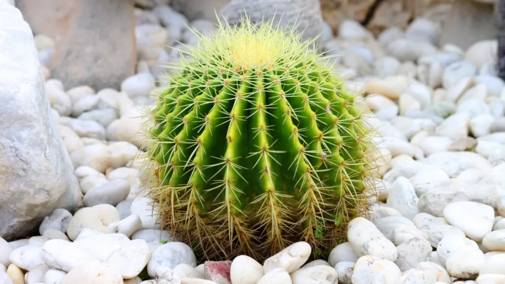 plantas pra quem mata cactos