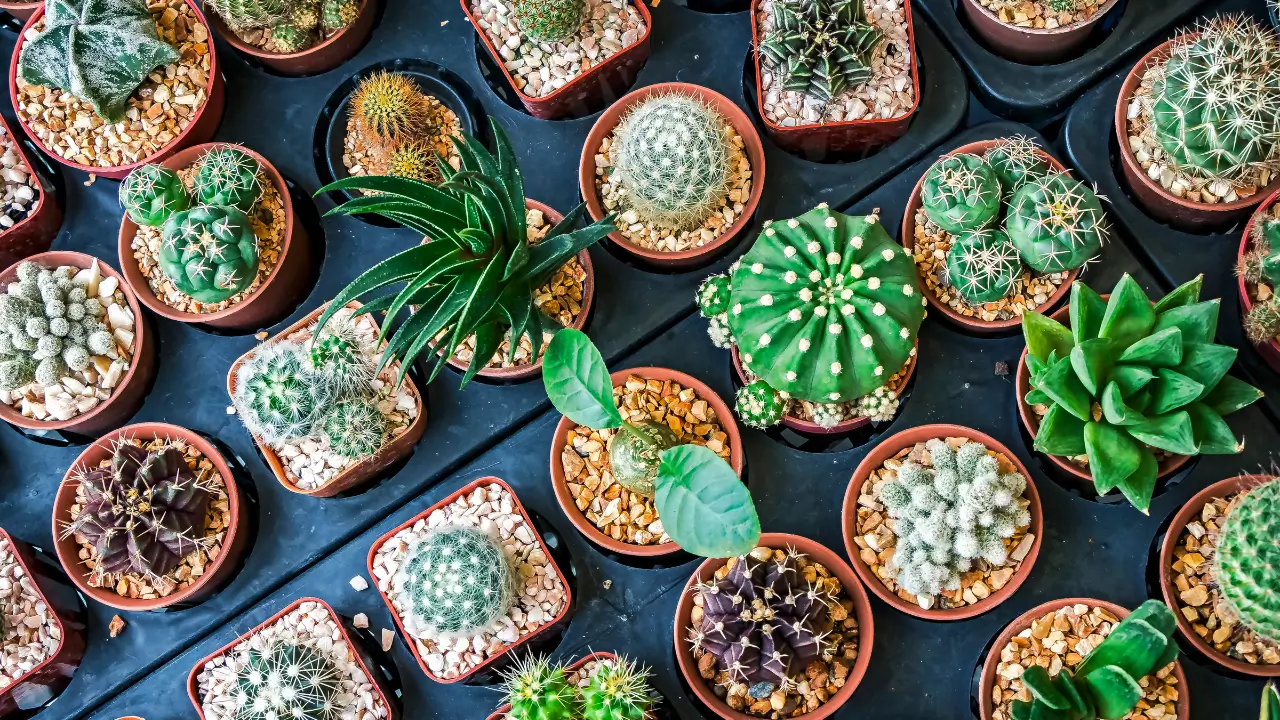 plantas pra quem mata cactos