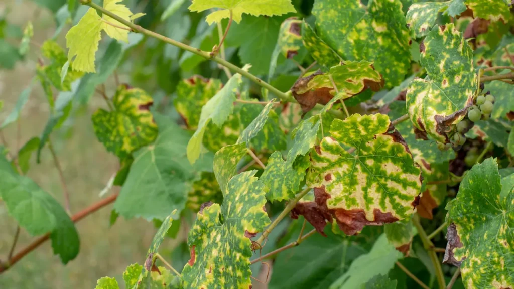A Linguagem Secreta das Plantas