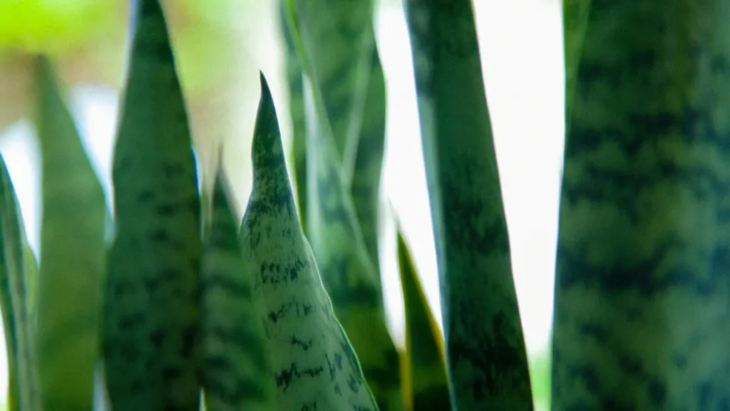 Plantas que Purificam o Ar