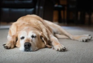 Saúde de Pets Idosos