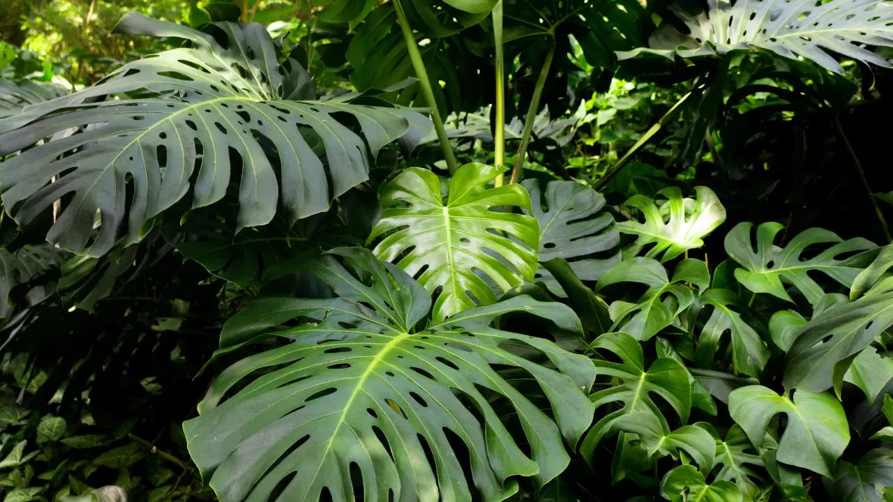 plantas que valem mais