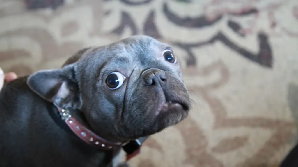 Sinais que seu melhor amigo está envelhecendo