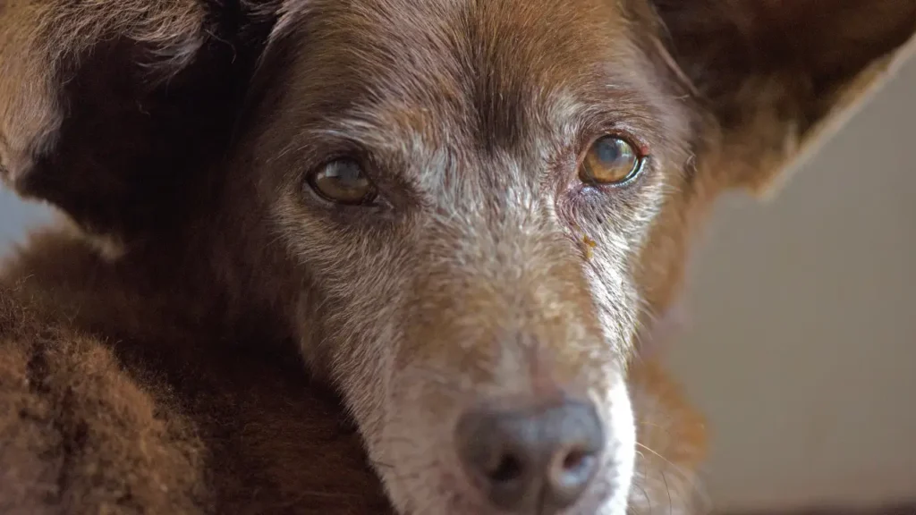 Adaptação do Pet Idoso em Apartamento