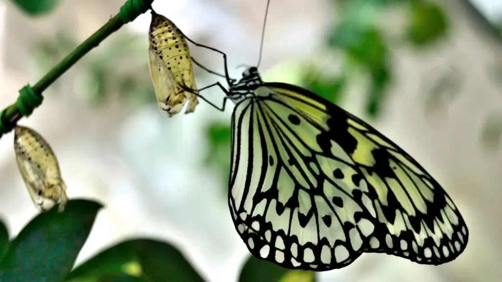 a coragem expande sua vida1