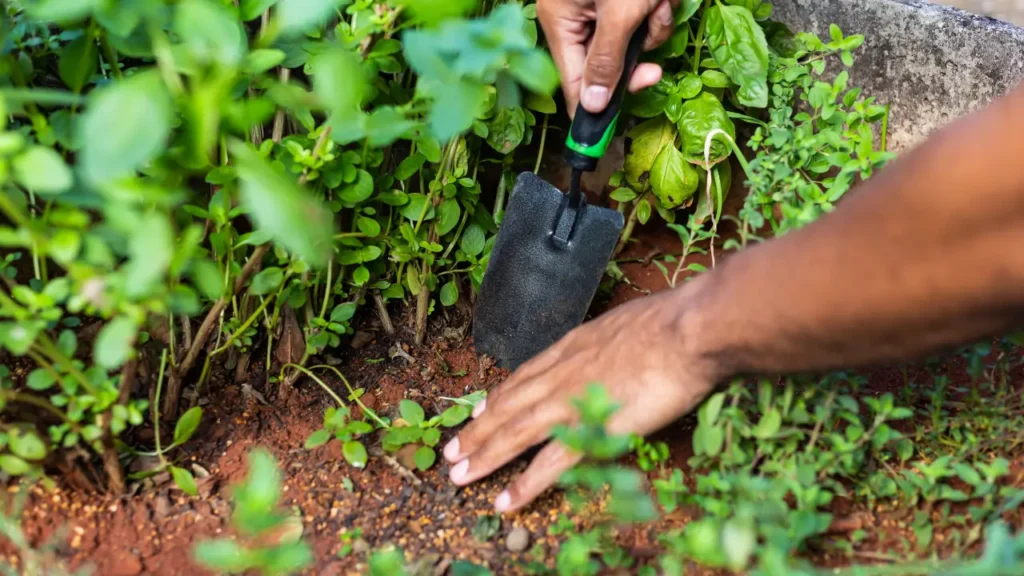Iniciantes em Jardinagem