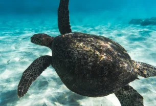 Remoção de Cracas em Animais Marinhos