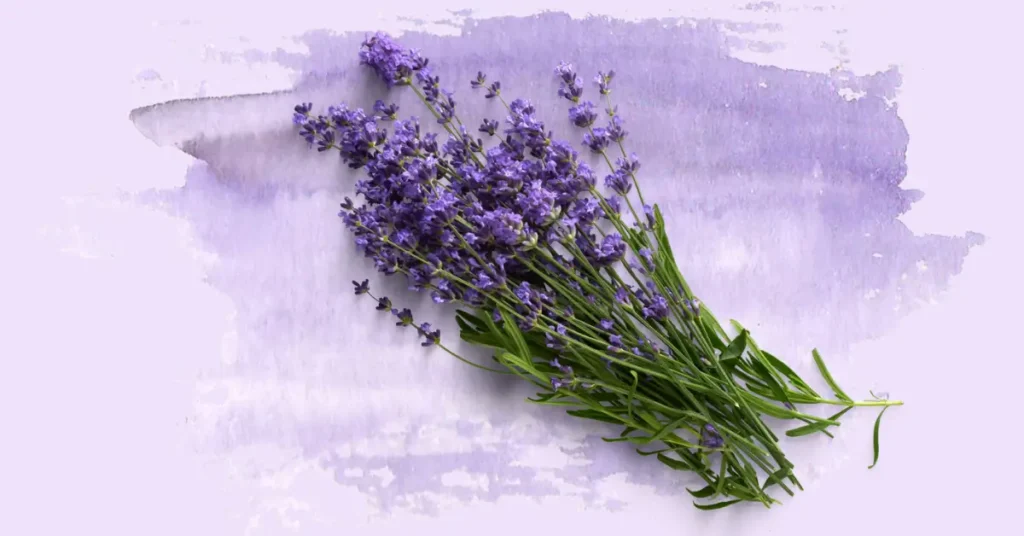 Banho relaxante com lavanda