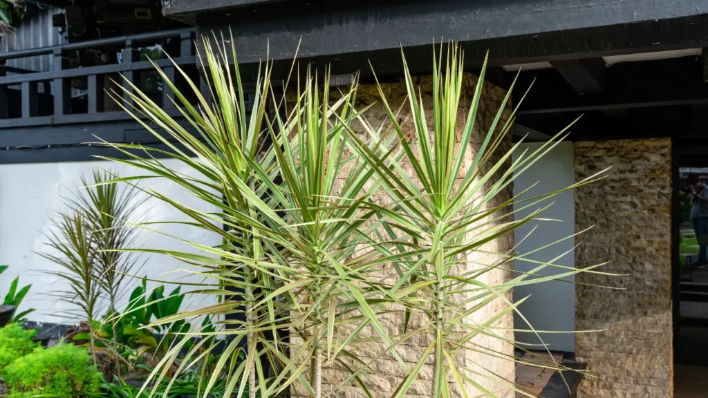 Plantas Purificadoras de Ar para Ambientes Pequenos
