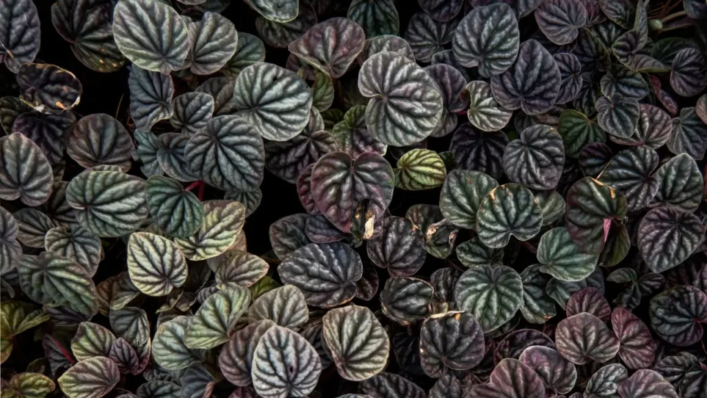 Plantas Purificadoras de Ar para Ambientes Pequenos