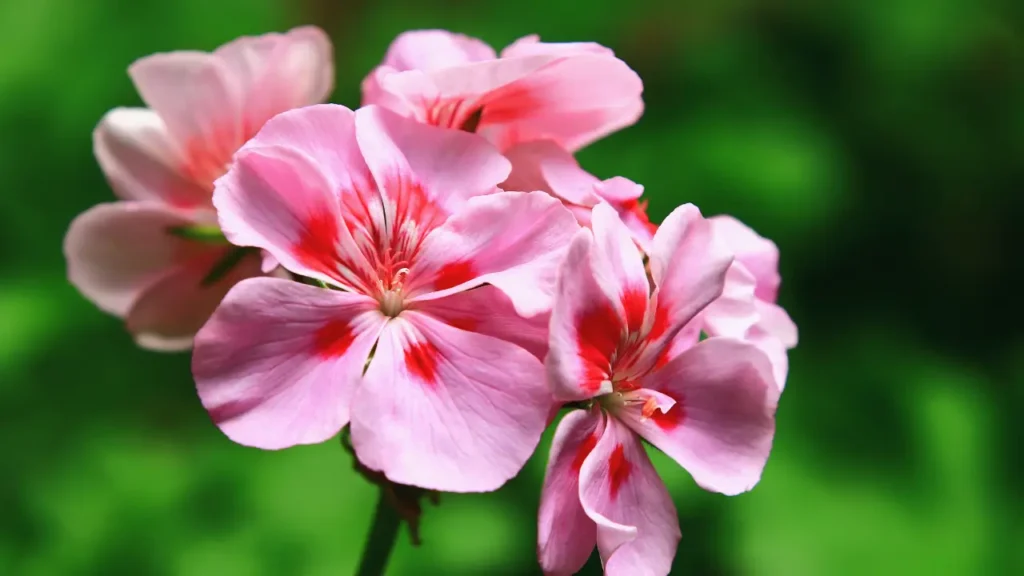 Plantas resistentes ao sol 