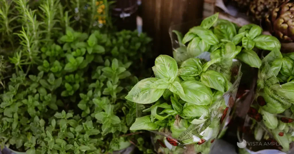 7 ervas mais poderosas de limpeza