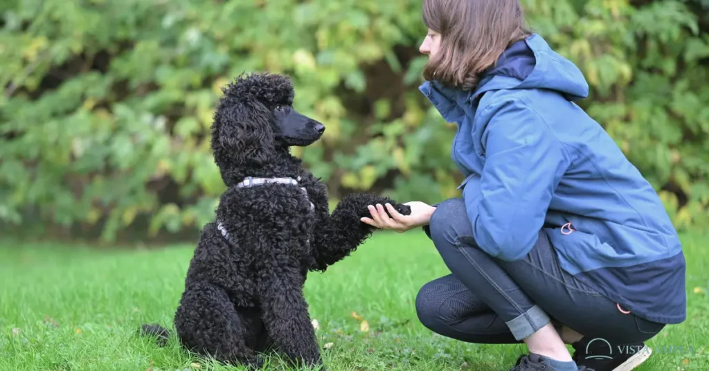 Mindfulness com Cachorro