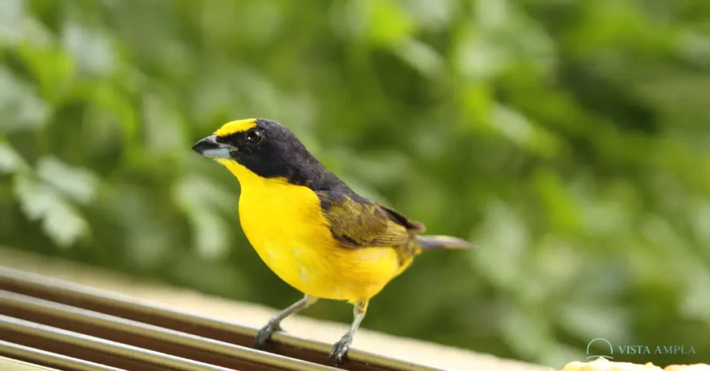 Animais Acalmam Nossa Mente