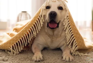Animais Acalmam Nossa Mente